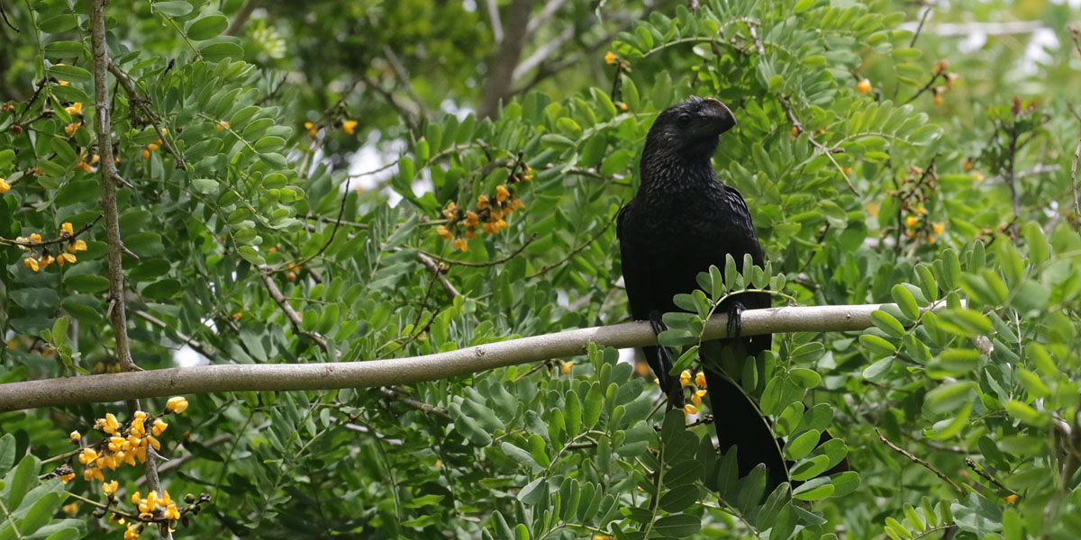 Smooth-Billed Ani